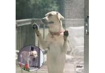 Tejido Mosquitero Resistente Perros Gatos Petscreen Phifer